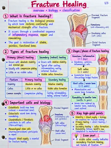 Fracture Healing preview