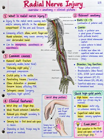 Radial Nerve Injury preview